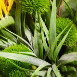 Tropical Birds of Paradise and Dianthus in a Glass Cube RTfact Flowers 