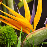 Tropical Birds of Paradise and Dianthus in a Glass Cube RTfact Flowers 