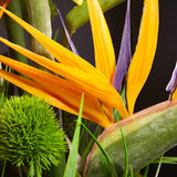 Tropical Birds of Paradise and Dianthus in a Glass Cube RTfact Flowers 