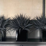 Black Grasses in a Black Glass Cube RTfact Flowers 