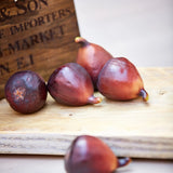 Artificial Fig RTfact Flowers 