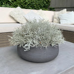 Curly Grass in a Grey Stone Bowl RTfact Flowers 