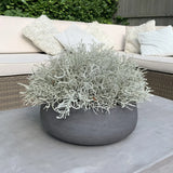 Curly Grass in a Grey Stone Bowl RTfact Flowers 