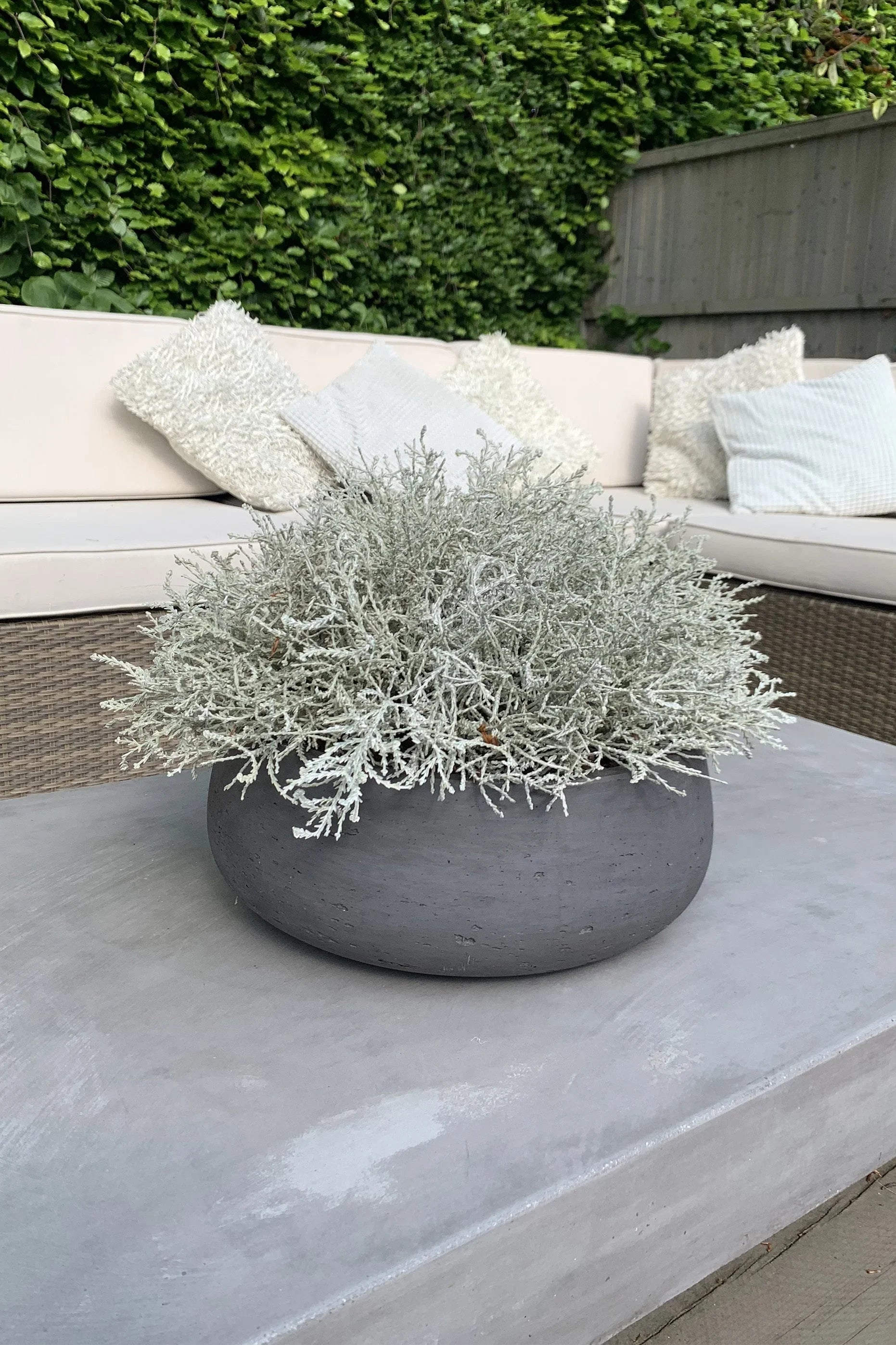 Curly Grass in a Grey Stone Bowl RTfact Flowers 