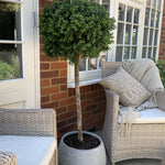 Artificial Lollipop Box Ball Tree RTfact Flowers 