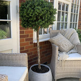 Artificial Lollipop Box Ball Tree RTfact Flowers 