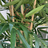 Artificial Bamboo Tree (Phyllostachys) RTfact Flowers 