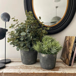 Eucalyptus and Spiky Succulent in a Grey Stone Pot RTfact Flowers 