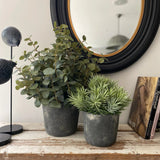 Eucalyptus and Spiky Succulent in a Grey Stone Pot RTfact Flowers 