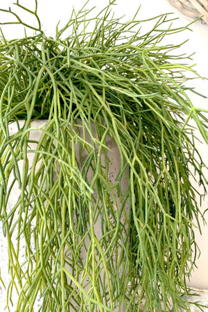 Air Grass in a Grey Stone Vase