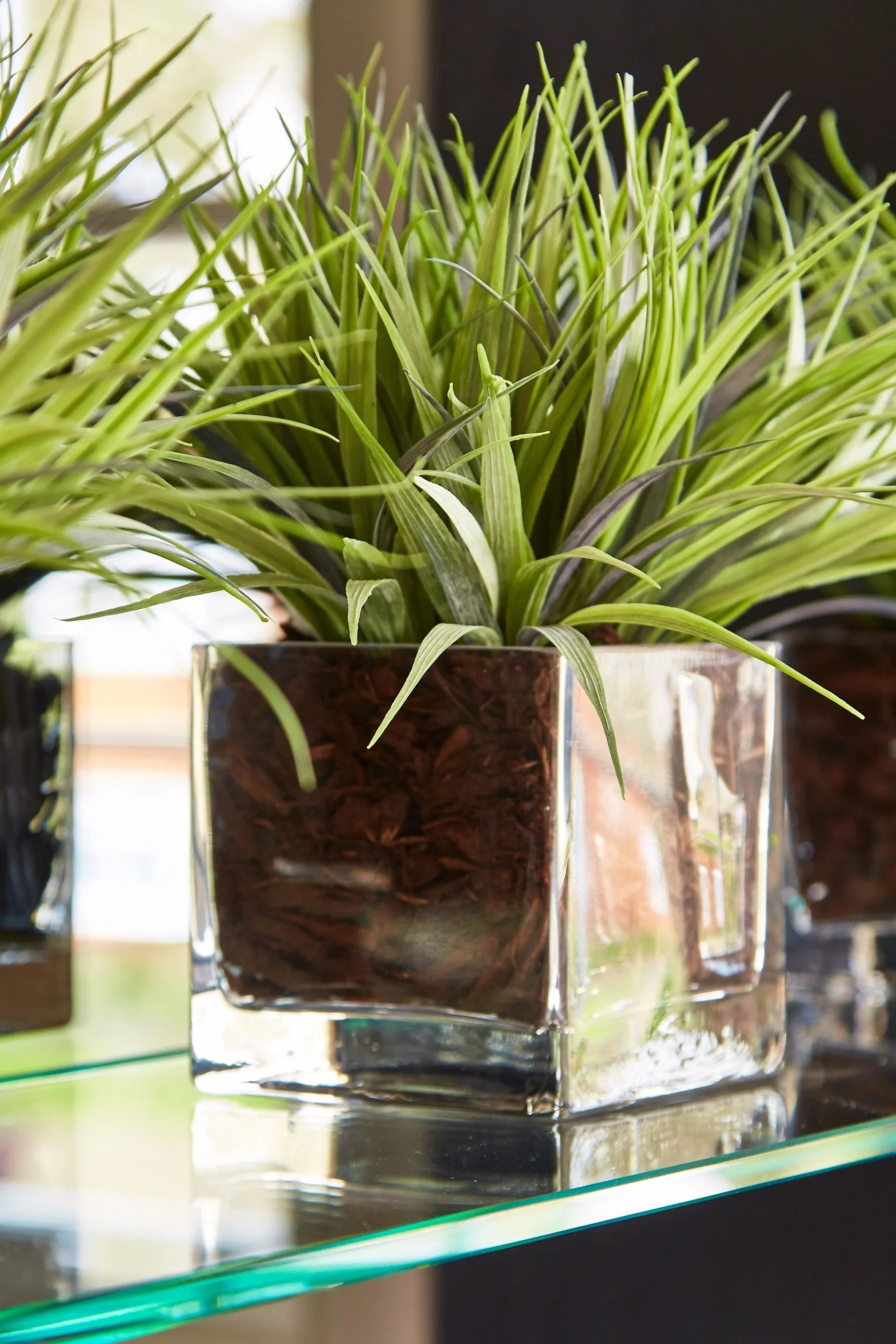 Vanilla Grass in a Glass Cube RTfact Flowers 