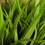 Vanilla Grass in a Glass Cube RTfact Flowers 