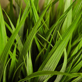 Vanilla Grass in a Glass Cube RTfact Flowers 