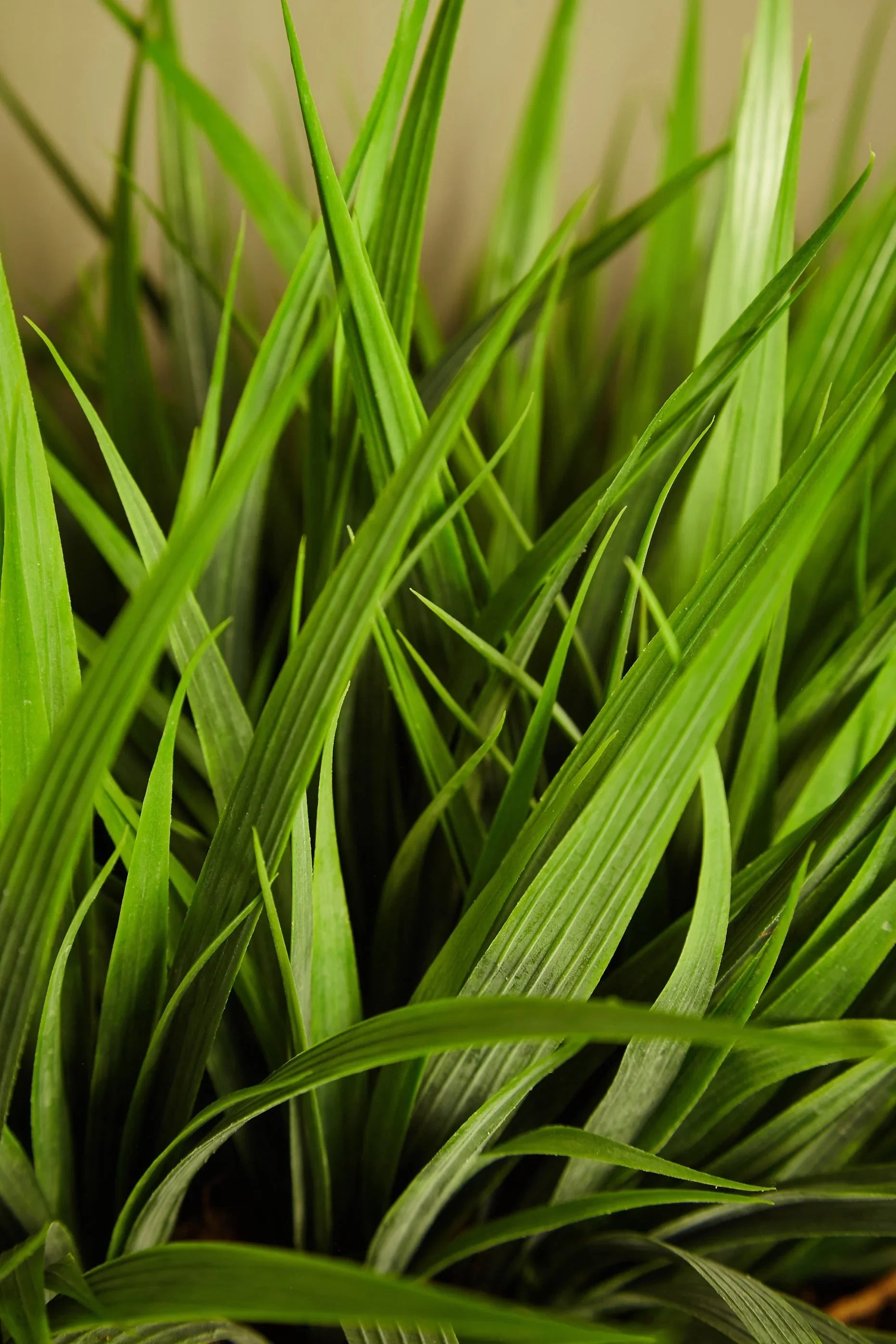 Vanilla Grass in a Glass Cube RTfact Flowers 